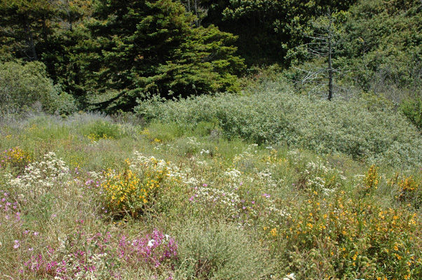 Soberanes Canyon 055.jpg